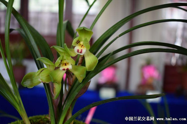 江苏春兰售后服务电话是多少？-第2张图片-索能光电网