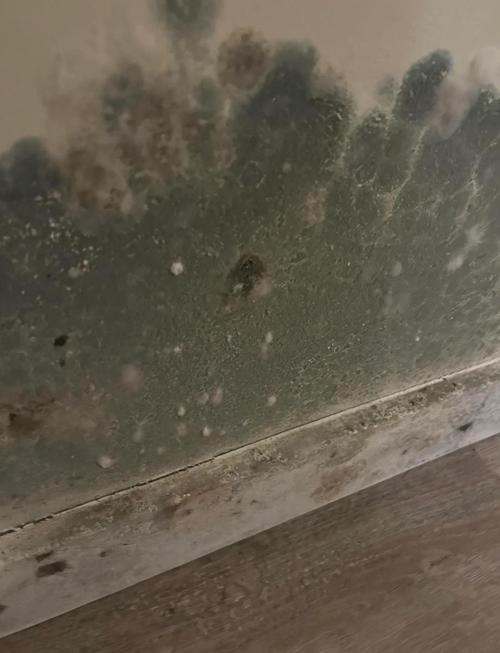 墙霉爆发怎么办？2025最新除霉妙招来了！-第2张图片-索能光电网