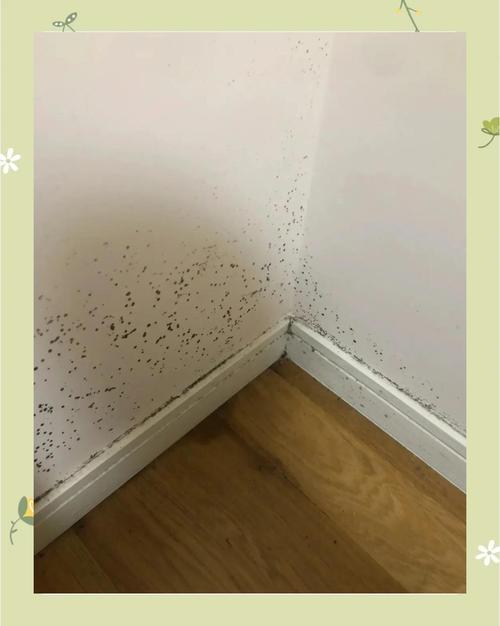 墙霉爆发怎么办？2025最新除霉妙招来了！-第3张图片-索能光电网