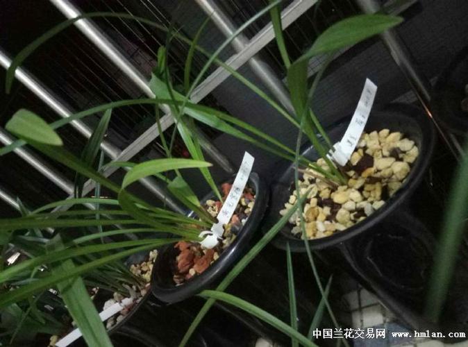 深圳春兰售后服务电话是多少？-第2张图片-索能光电网