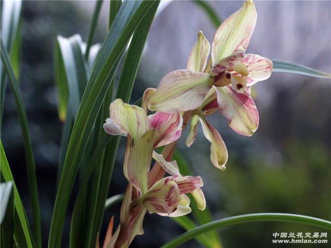 深圳春兰售后服务电话是多少？-第1张图片-索能光电网