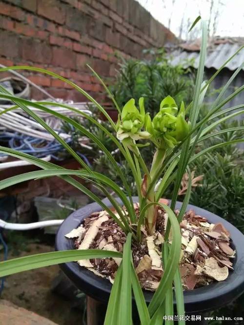 春兰官方维修电话是多少？-第2张图片-索能光电网