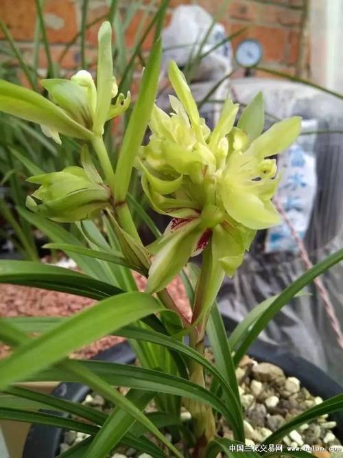 春兰官方维修电话是多少？-第3张图片-索能光电网