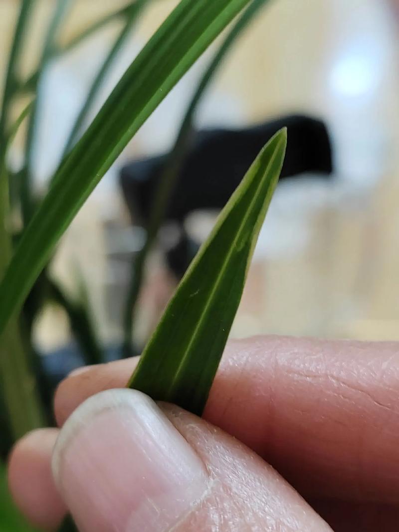 春兰保修电话是多少？-第3张图片-索能光电网