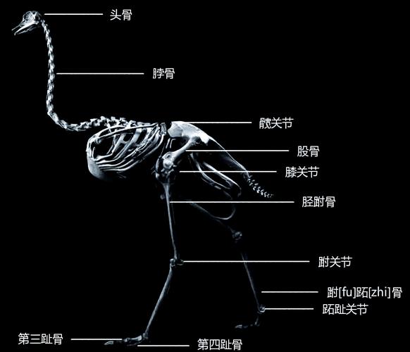 鸵鸟怎么辨雌雄-第3张图片-索能光电网