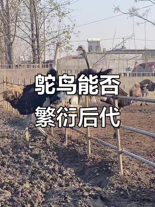 鸵鸟怎么辨雌雄-第2张图片-索能光电网