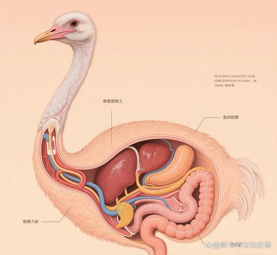 如何一眼分辨鸵鸟的雌雄?-第2张图片-索能光电网 如何一眼分辨鸵鸟的雌雄?-第2张图片-索能光电网