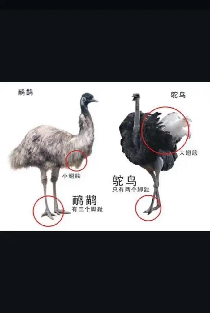 如何一眼分辨鸵鸟的雌雄?-第1张图片-索能光电网 如何一眼分辨鸵鸟的雌雄?-第1张图片-索能光电网