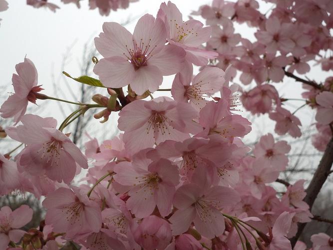 樱花北京售后电话-第2张图片-索能光电网
