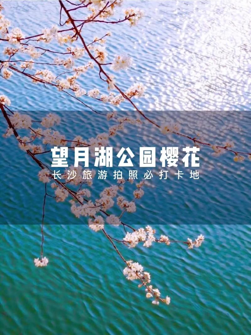 长沙樱花教育电话是多少？-第3张图片-索能光电网