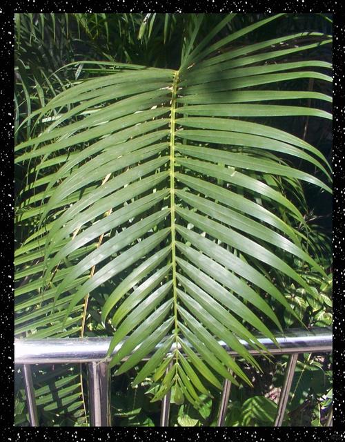 柯达数码电话是柯达的数码产品吗？-第1张图片-索能光电网