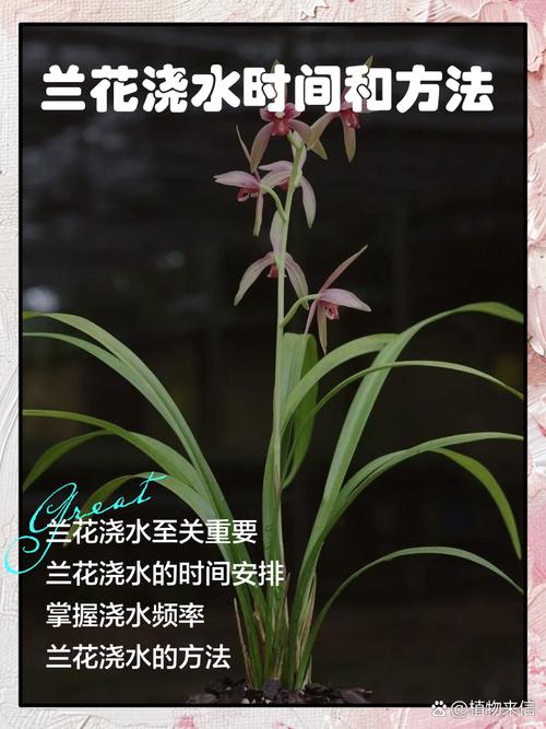 秦皇岛春兰电话是多少？-第2张图片-索能光电网