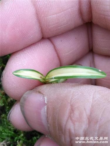 春兰全国售后服务电话-第3张图片-索能光电网 春兰全国售后服务电话-第3张图片-索能光电网