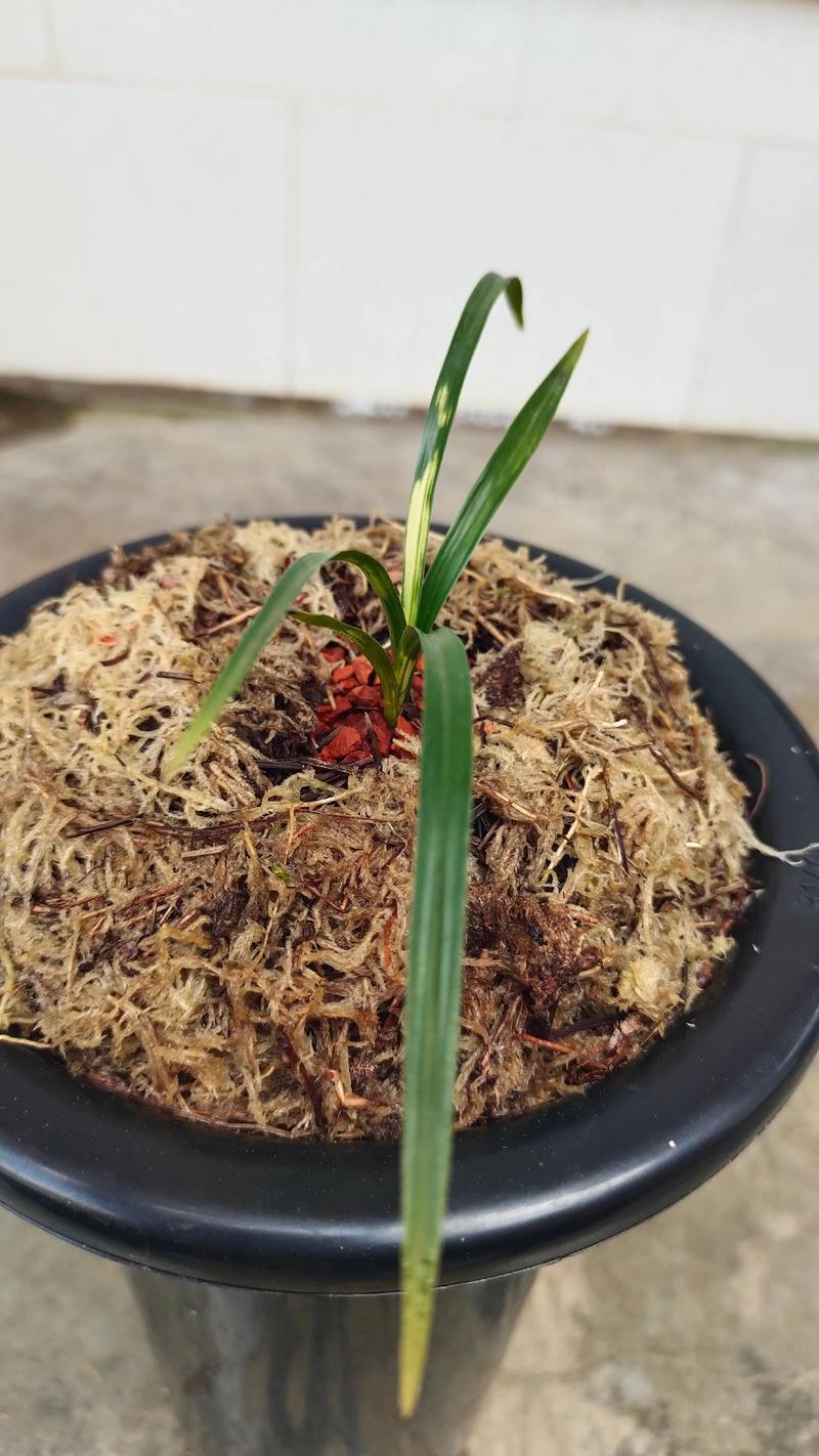 春兰售后电话是多少?-第2张图片-索能光电网 春兰售后电话是多少?-第2张图片-索能光电网