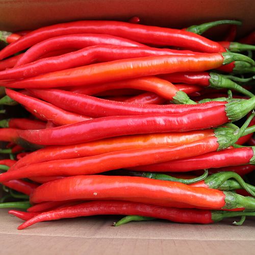 小红椒 电话-第2张图片-索能光电网