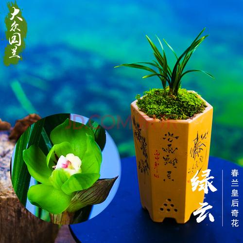 春兰客服电话是多少？-第2张图片-索能光电网